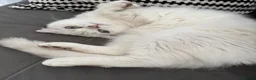 Scottish Fold cats for sale: White Scottish female looking for loving home - Advert 8