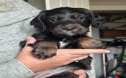 Cocker Spaniel dogs for sale: One beautiful working cocker girl  - Image 4