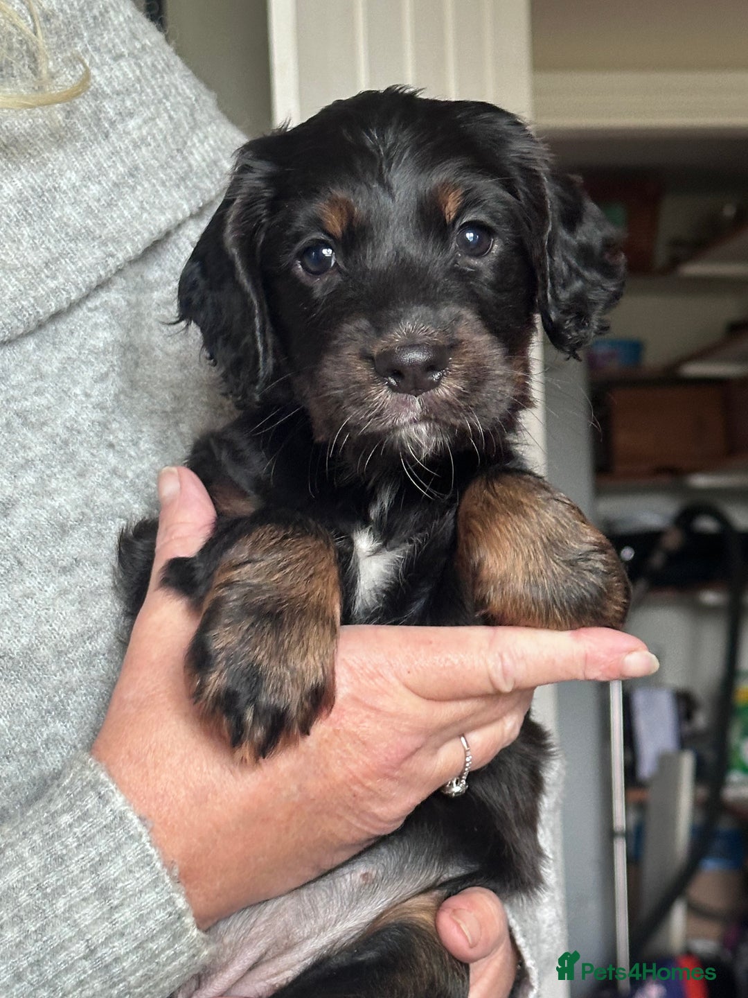 Cocker Spaniel dogs for sale: One beautiful working cocker girl  - Image 4