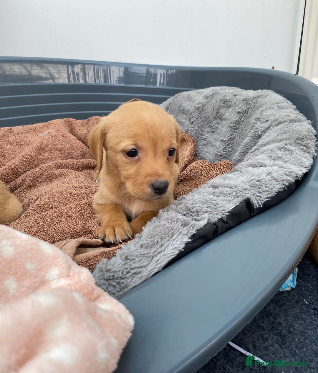 Labrador Retriever dogs for sale: Labrador Retriever - Image 16
