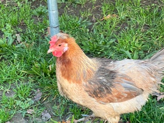 Chickens poultry Beautiful Homegrown Laying Hen 🐔 - Advert 1