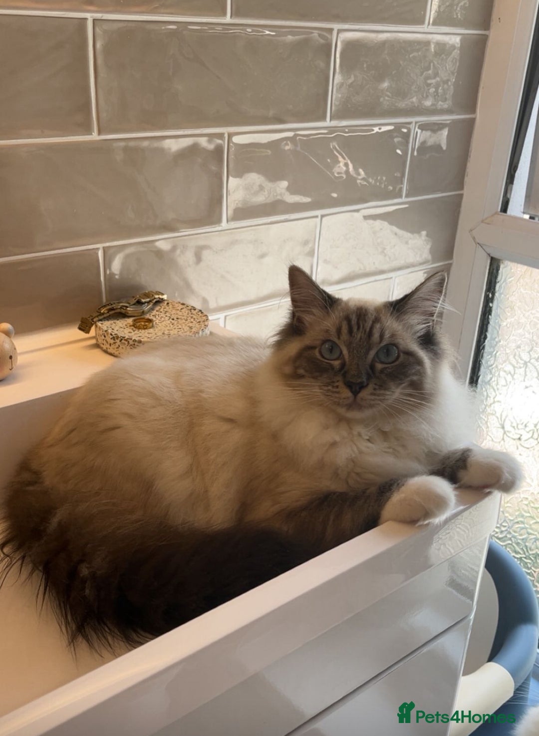 Persian cats for sale: Saffiyah and Santi looking for their forever home. - Advert 7