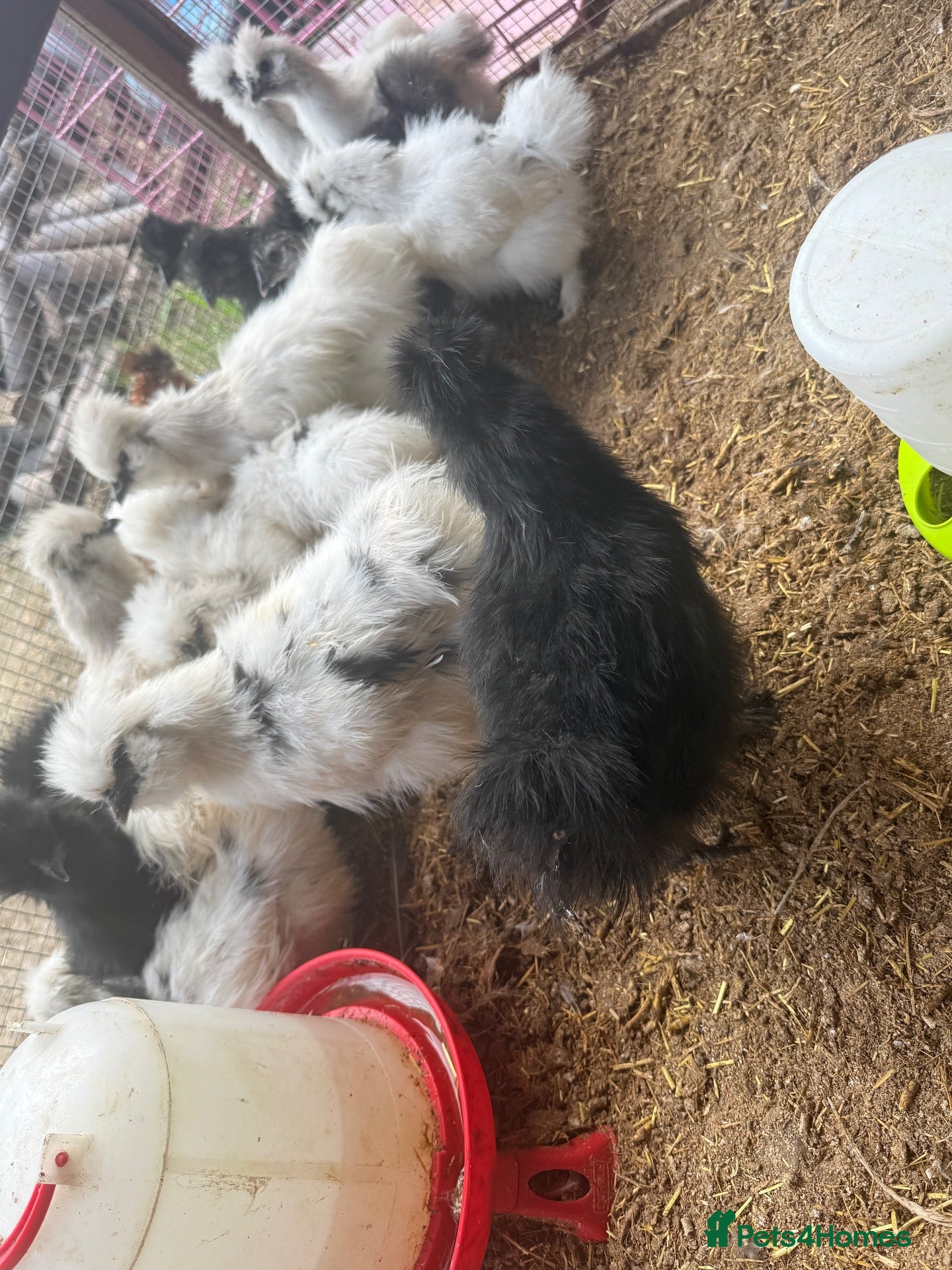 Chickens poultry Silkie rearer  - Advert 8