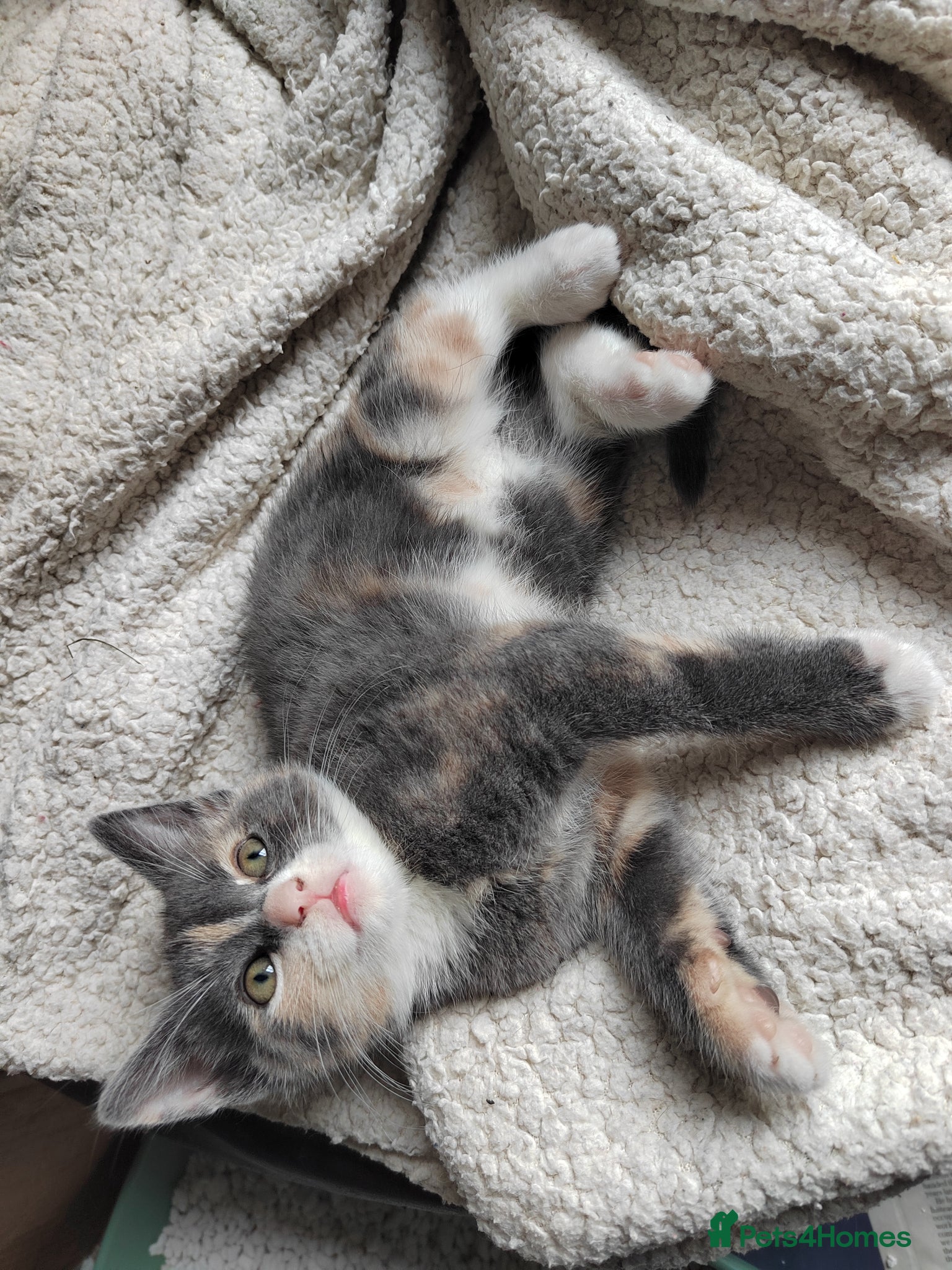 Mixed Breed cats for sale: Beautiful grey, tortoiseshell, black kittens in Wakefield - Advert 3