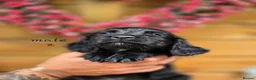 Mixed Breed dogs for sale: Spangold puppies  - Advert 5