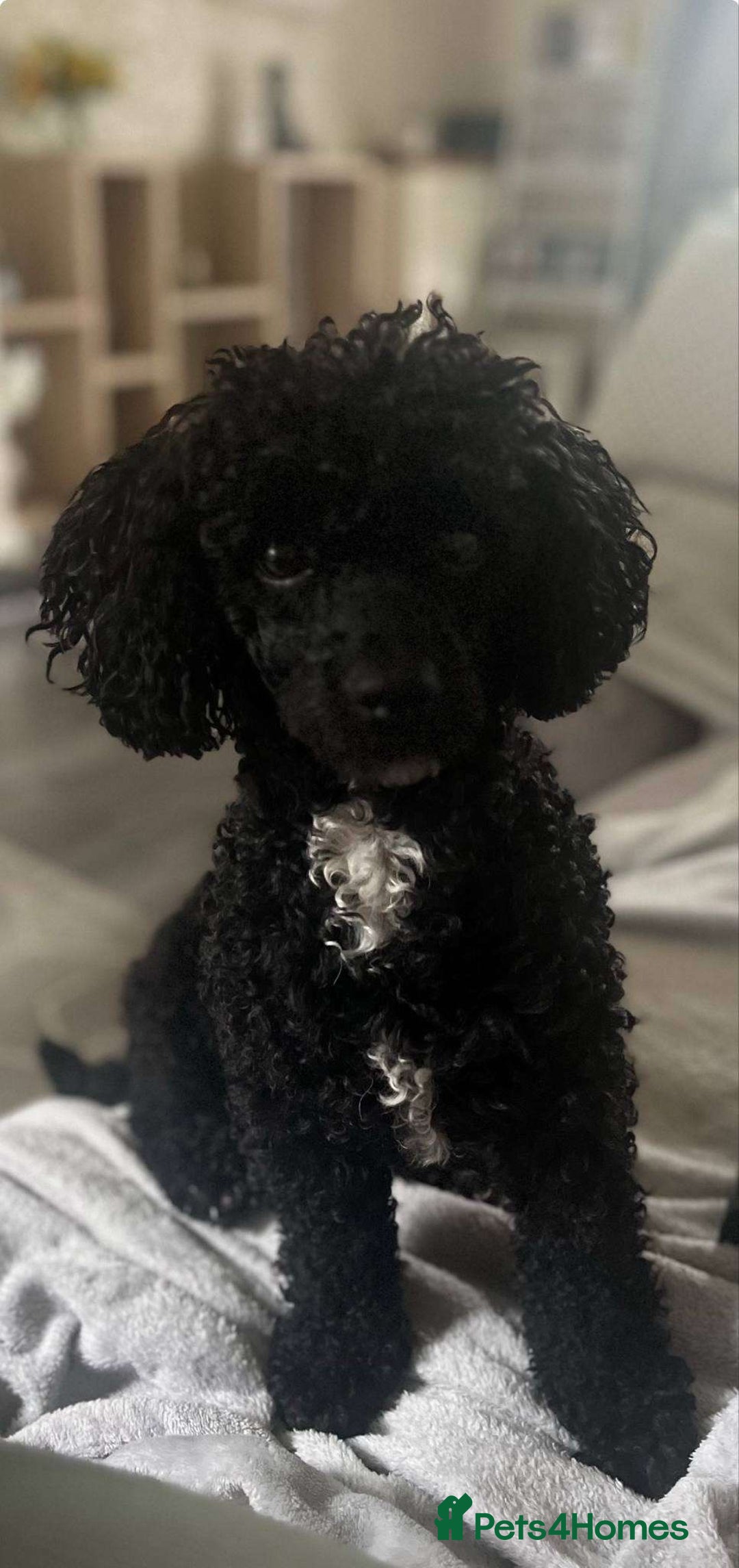 Cockapoo dogs for sale: Beautiful F1B cockapoo puppies READY TO GO - Image 14