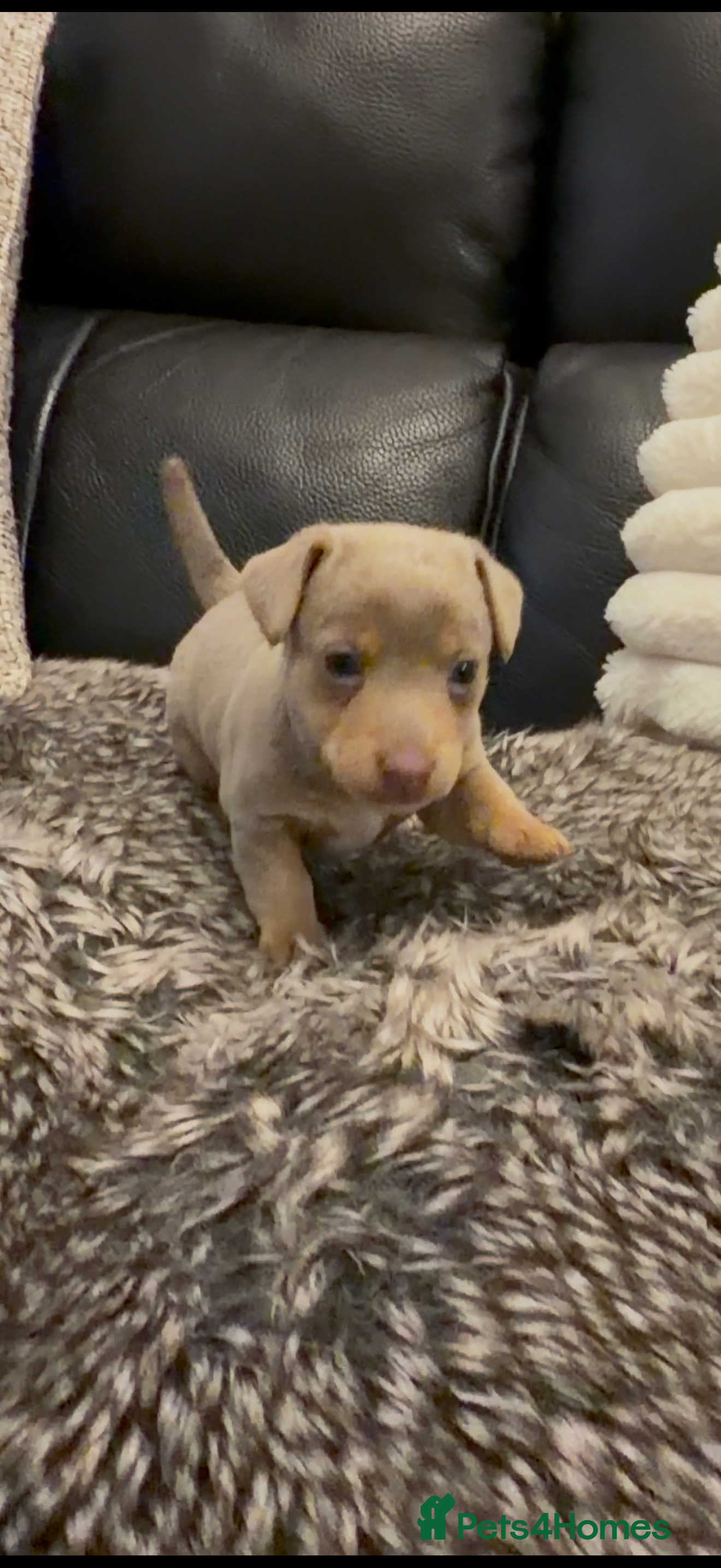 Jack Russell dogs Beautiful miniature lilac and tan boy  - Advert 2