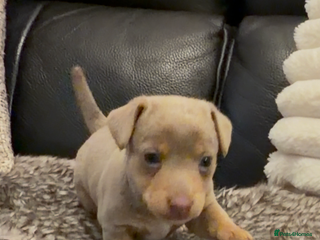 Jack Russell dogs Beautiful miniature lilac and tan boy - Advert 2