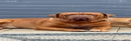 Dogue De Bordeaux dogs for stud: Big Dougie for Stud - Advert 4