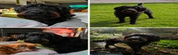 Mixed Breed dogs for sale: F2 Miniature Australian Double Doodle  in Renfrew - Advert 6