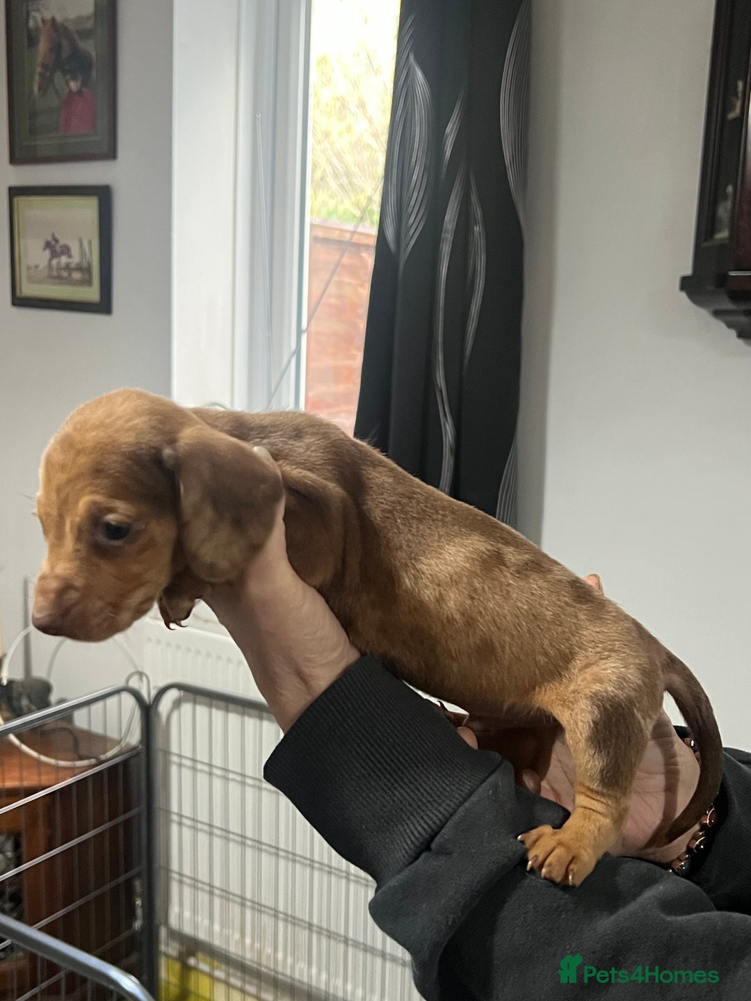 Miniature Dachshund dogs for sale: Miniature dachshunds  - Advert 2