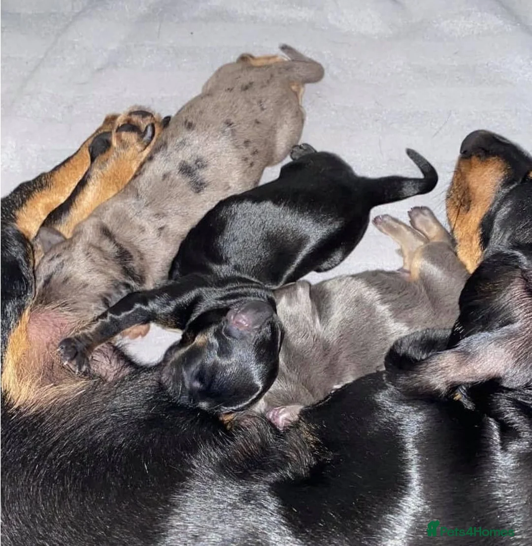 Dachshund dogs for stud: Mini Smooth KCReg Silver Dapple Health Tested Stud in Irvine - Advert 15