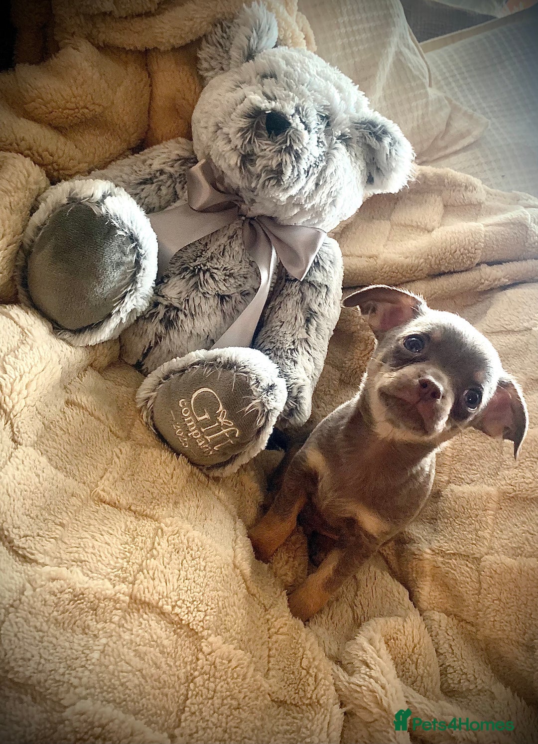 Chihuahua dogs for sale: Chihuahuas boys and girls available - Advert 2