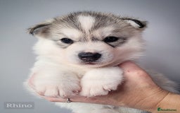 Siberian Husky dogs for sale: Best Quality Siberian Husky Puppies in Scotland - Image 6