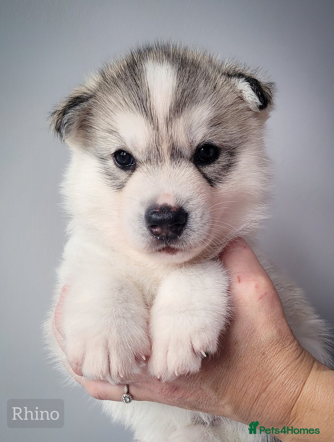 Siberian Husky dogs for sale: Best Quality Siberian Husky Puppies in Scotland - Image 6