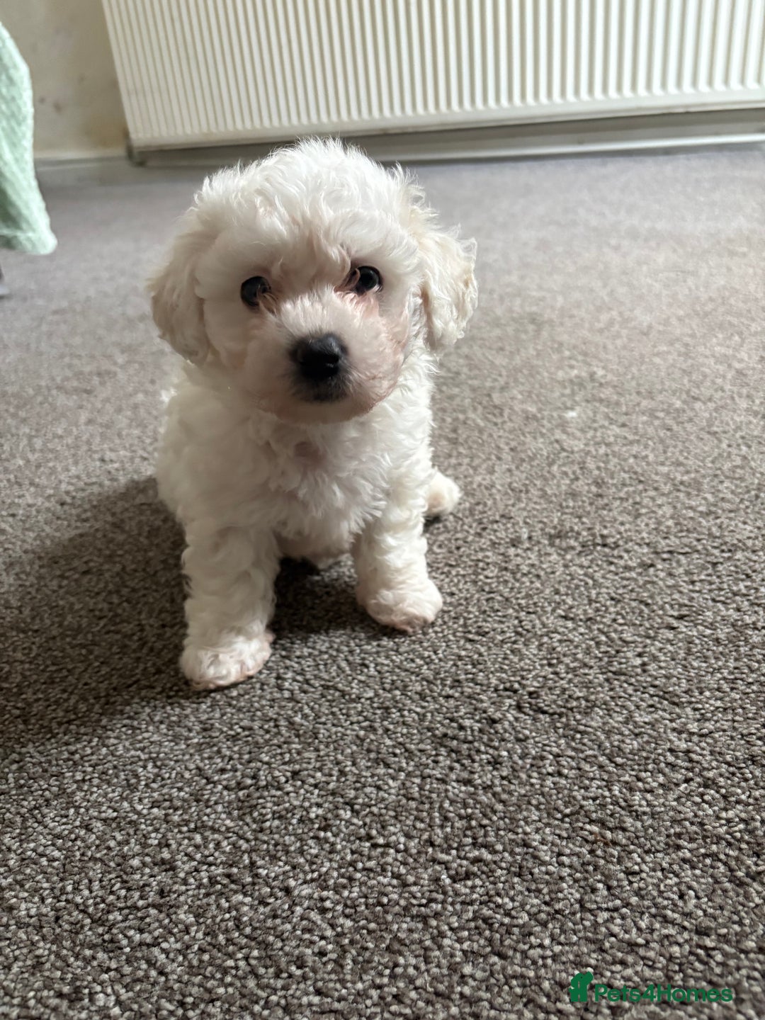 Bichon Frise dogs for sale: Bichon frise - Image 5