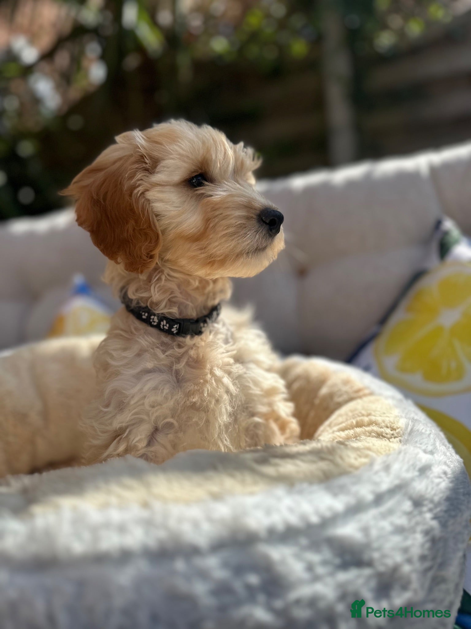 Cockapoo dogs ⭐️ BEAUTIFUL F1 TOY COCKAPOOS ⭐️ READY TO GO - Advert 2