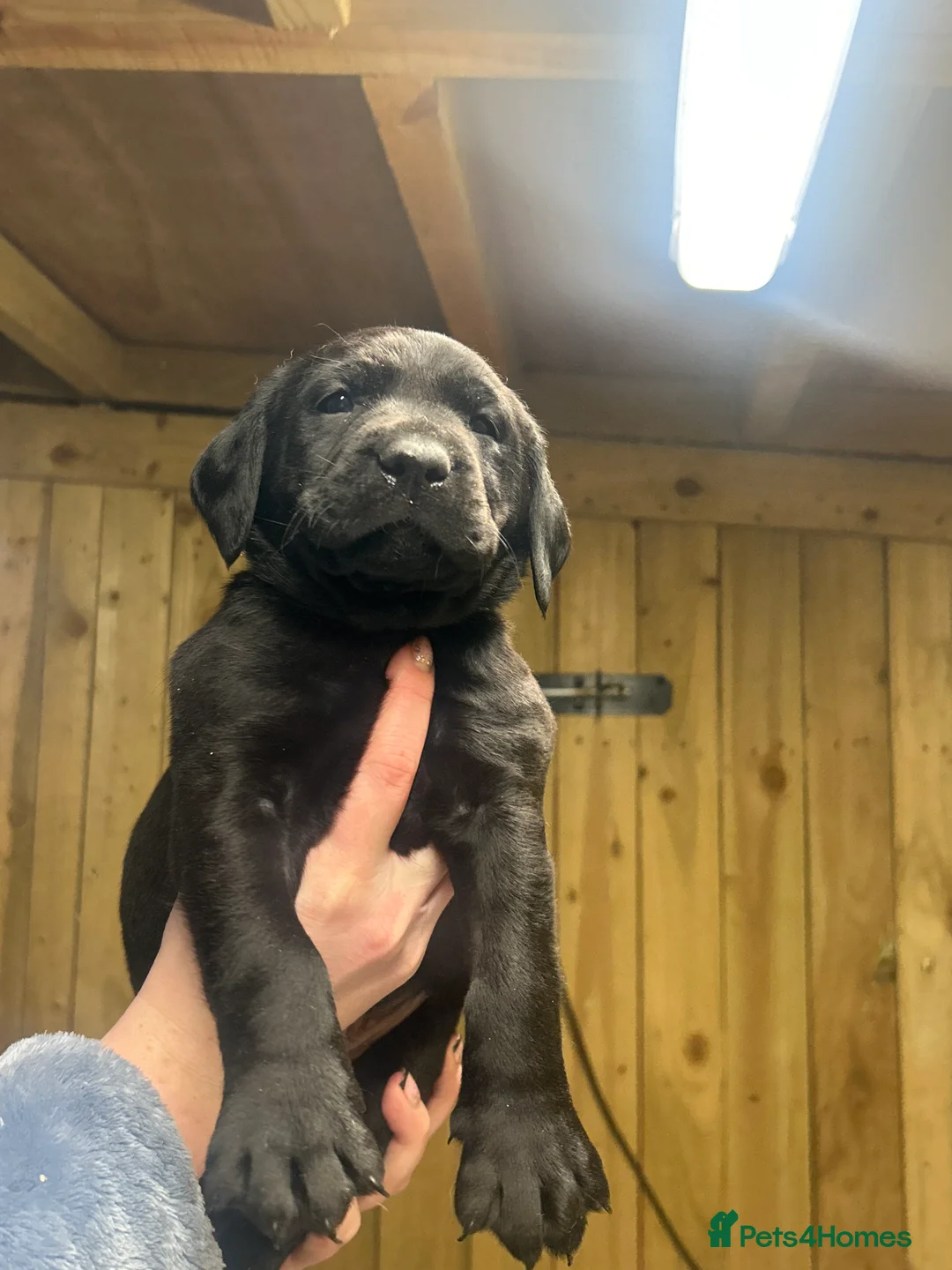 Labrador Retriever dogs for sale: Beautiful Labrador Puppies KC Registered 3 Left - Advert 2