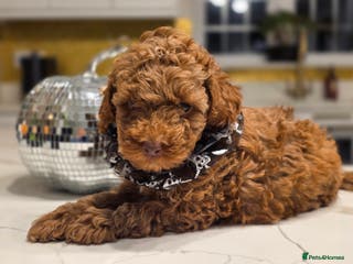 Toy Poodle dogs Beautiful RED & APRICOT Toy Poodles - Advert 6