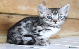 Bengal cats for sale: 2 CUTE SILVER FEMALE BENGAL KITTENS (TICA REG) - Image 4
