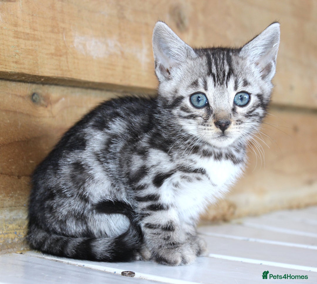 Bengal cats for sale: 2 CUTE SILVER FEMALE BENGAL KITTENS (TICA REG) - Image 4