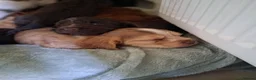 Cocker Spaniel dogs for sale: Beautiful KC Reg Show-Cocker Spaniel puppies  in Doncaster - Advert 18