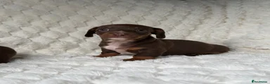 Miniature Dachshund 4
