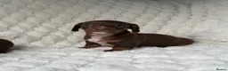 Miniature Dachshund dogs for sale: ❤️MINATURE DACHSHUND PUPPIES❤️ - Advert 12