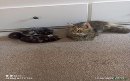 Mixed Breed cats for sale: Fluffy boy  - Image 6