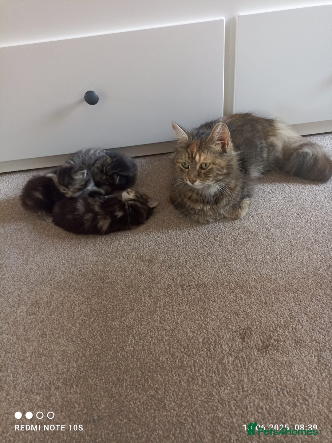 Mixed Breed cats for sale: Fluffy boy  - Image 6