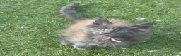 Maine Coon cats for sale: Stunning GCCF Registered Maine Coon Kittens  - Advert 17