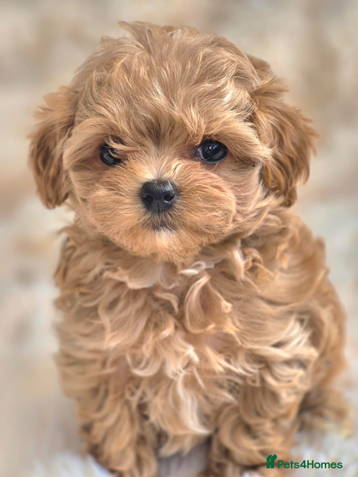 Maltipoo dogs 🐶🦴Amazing Asian Korean Maltipoo Puppies🐶🦴  - Advert 1