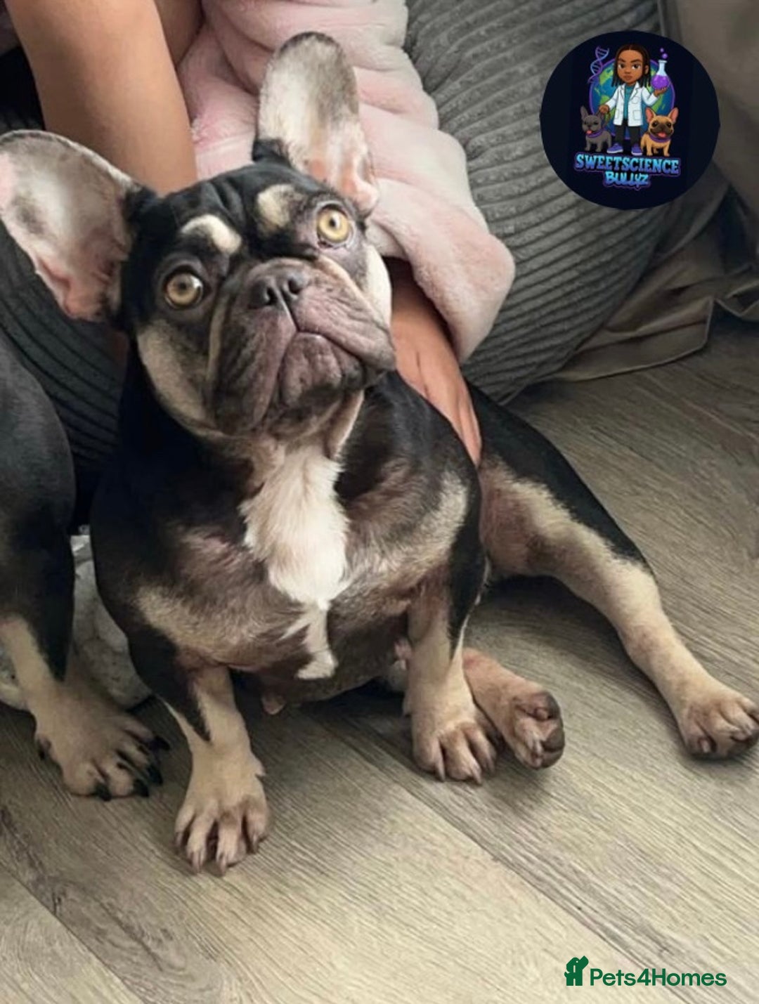 French Bulldog dogs for sale: French bulldogs - Advert 1