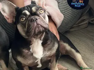French Bulldog dogs French bulldogs - Advert 7