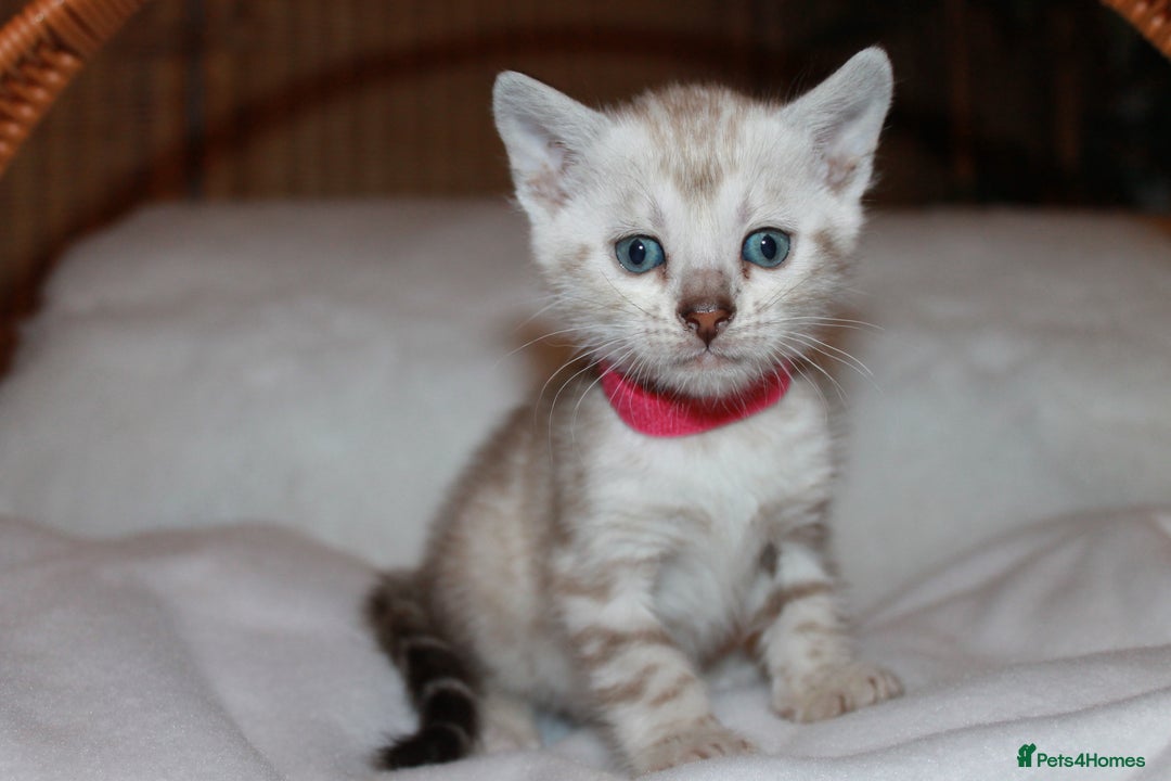 Bengal cats for sale: Pedigree TICA Bengal Kittens - Ready 07/01/26 - Advert 23