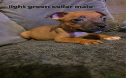 Staffordshire Bull Terrier dogs for sale: STUNNING KC RED STAFFORDSHIRE BULL TERRIER PUPS - Image 11