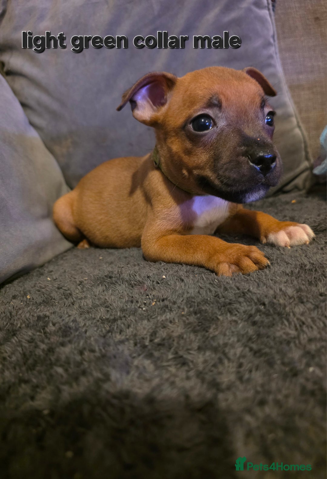 Staffordshire Bull Terrier dogs for sale: STUNNING KC RED STAFFORDSHIRE BULL TERRIER PUPS - Image 11