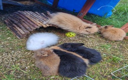 Lionhead rabbits for sale: Double maned lion head babies ready to leave now - Image 2