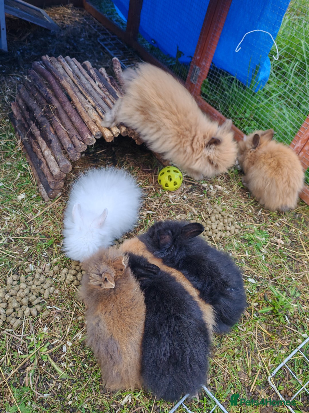 Lionhead rabbits for sale: Double maned lion head babies ready to leave now - Image 2