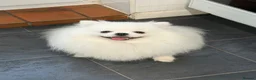 Pomeranian dogs for sale: Incredible Teddy Bear Pom Girl One in a Million  - Advert 6
