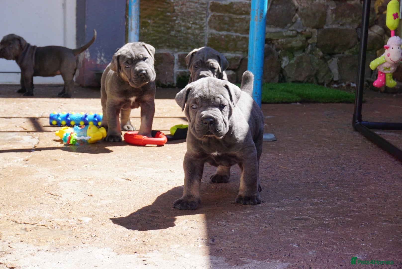 Cane Corso dogs Quality cane corso puppies - limited available  - Advert 1