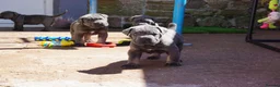 Cane Corso dogs for sale: Quality cane corso puppies - limited available  - Advert 1