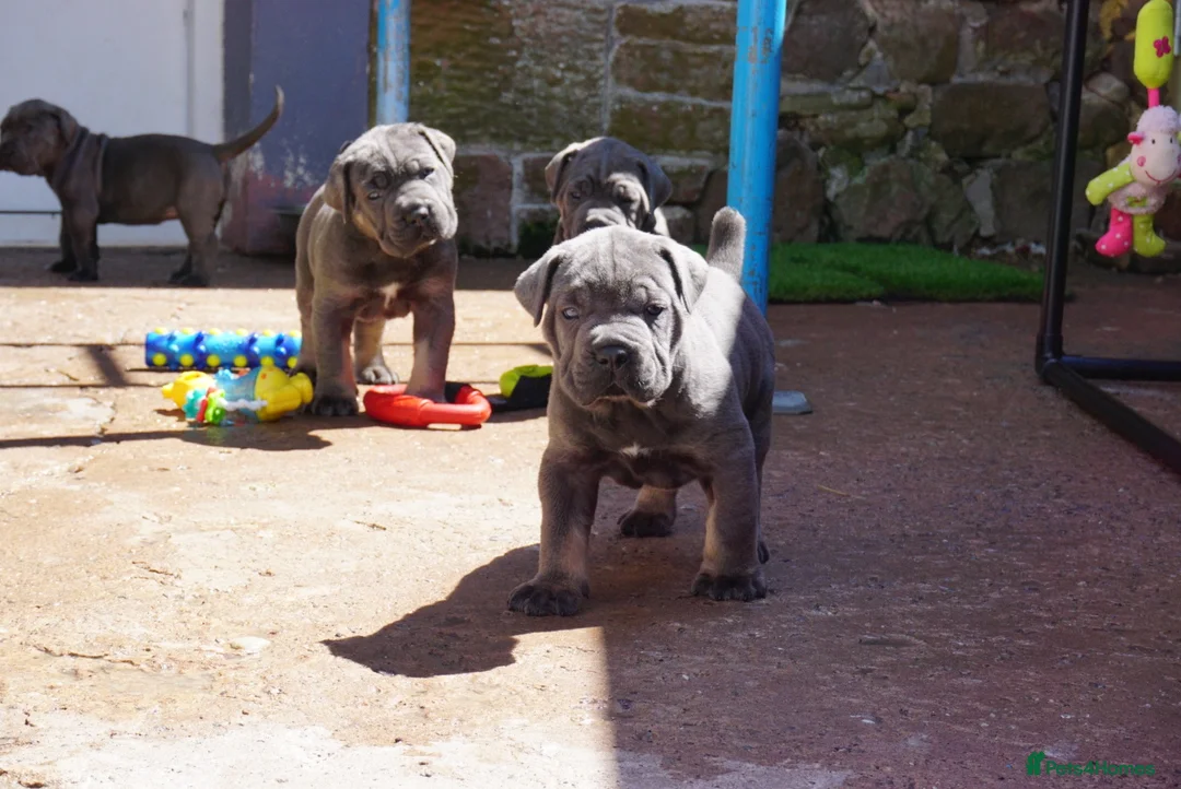 Cane Corso dogs for sale: Quality cane corso puppies - limited available  - Advert 1
