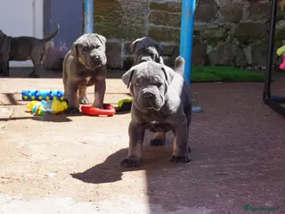 Cane Corso dogs Quality cane corso puppies - limited available - Advert 2