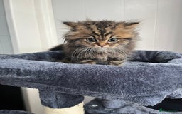 Turkish Angora cats for sale: Stunning Turkish Angora x Persian kittens  - Image 14