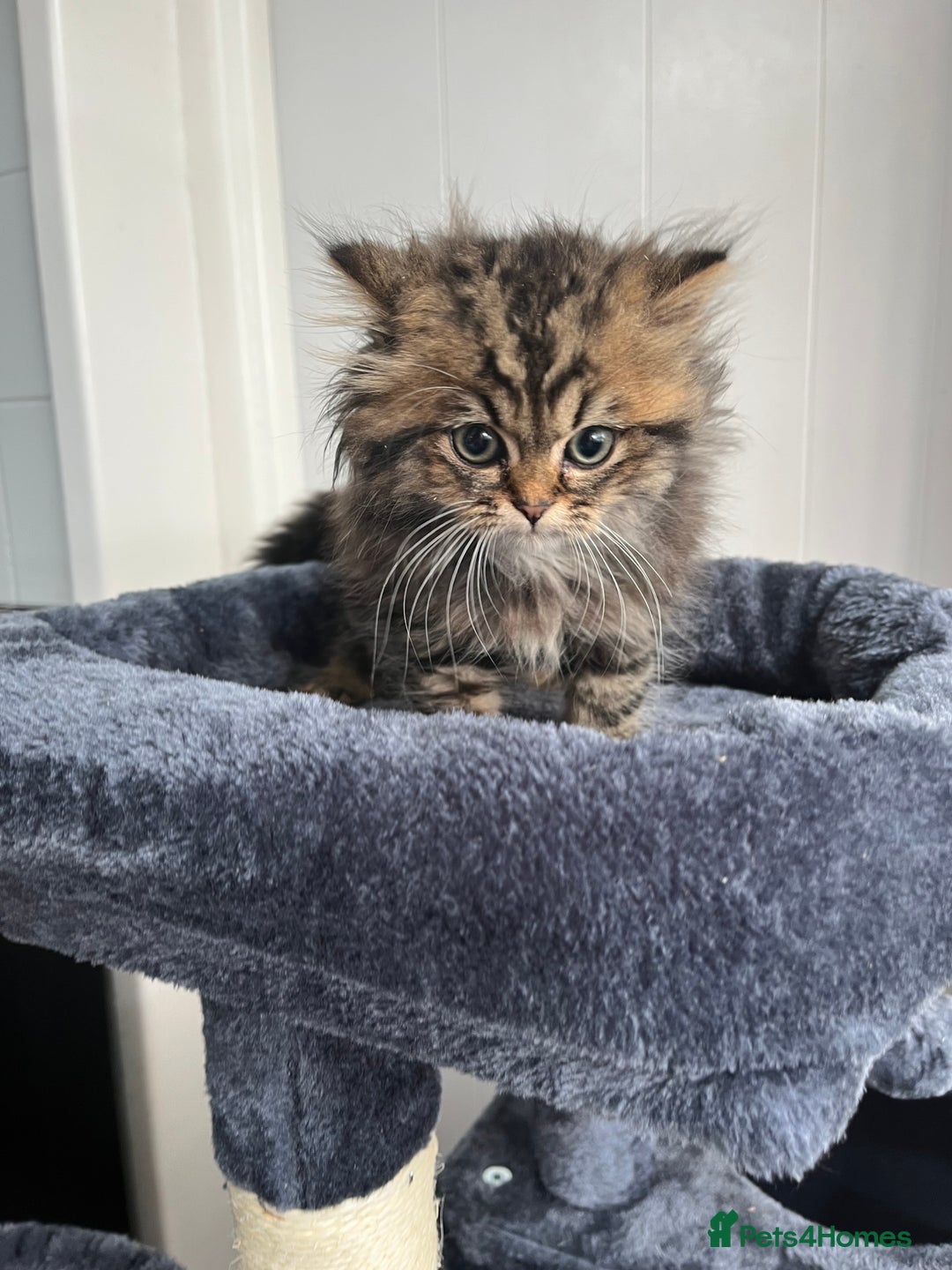 Turkish Angora cats for sale: Stunning Turkish Angora x Persian kittens  - Image 14