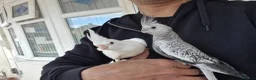 Cockatiels birds for sale: Super hand tamed baby cockatiels  - Advert 9