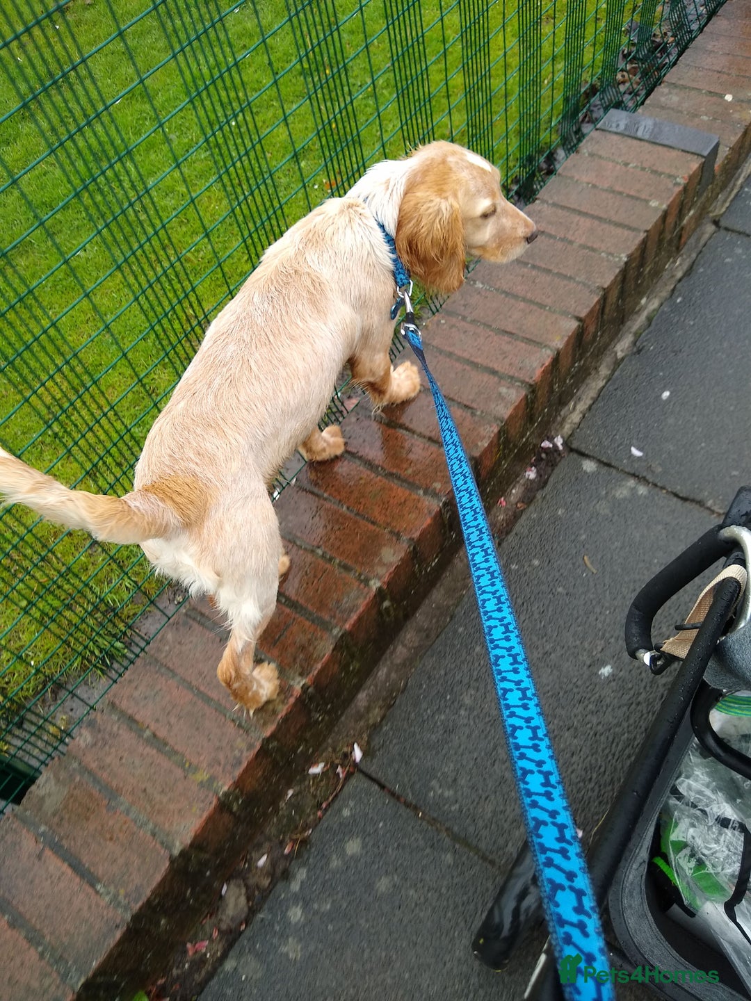 Mixed Breed dogs for sale: Cocker spaniel  - Image 2