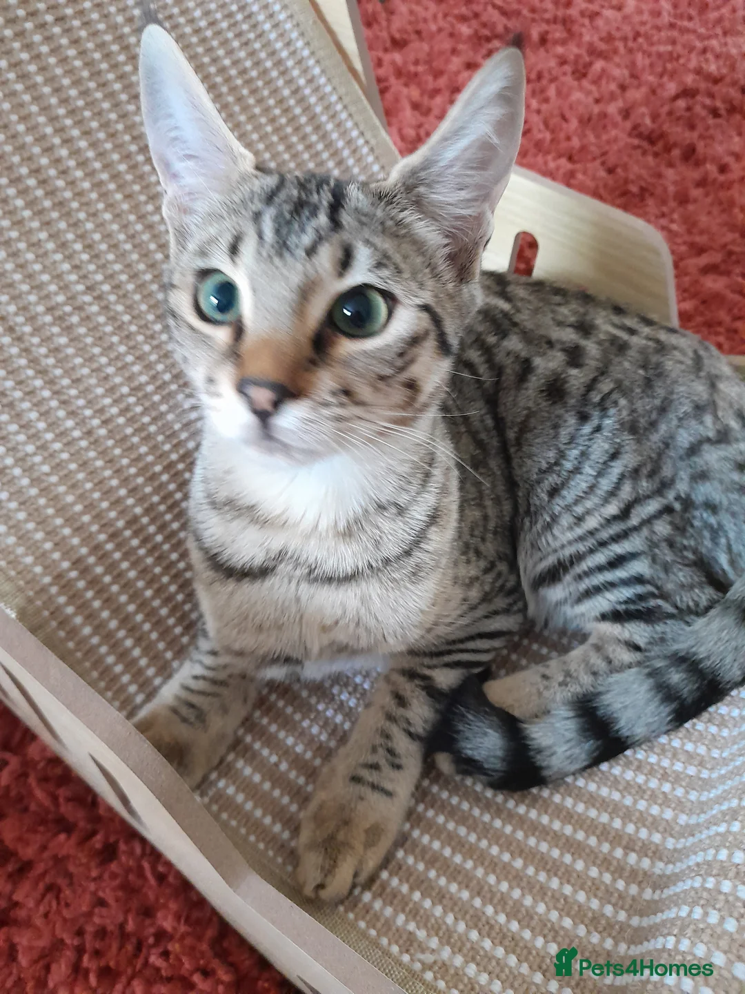 Savannah cats for sale: TICA Reg, F5 Pedigree Girl Kitten - Advert 12