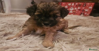 Cavapoo dogs - Advert 10